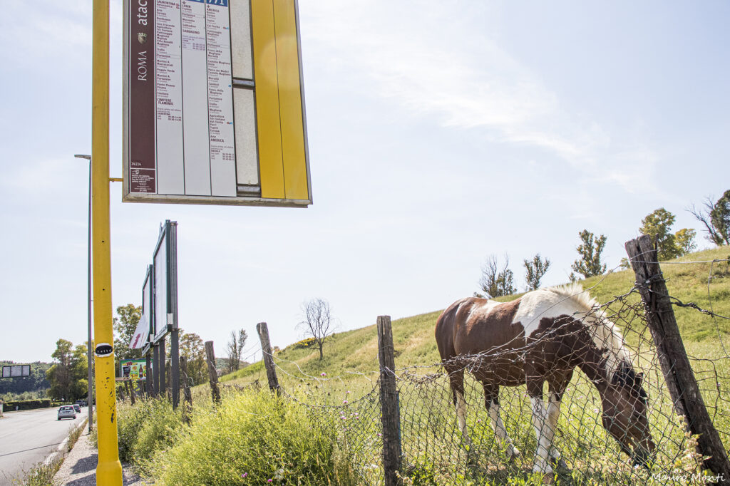 Cavalli al confine - (c) Foto Mauro Monti